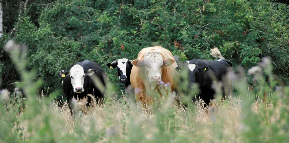 Beef was left on the sidelines, while the salmon farming industry cleaned up in the Coller FAIRR protein ranking.