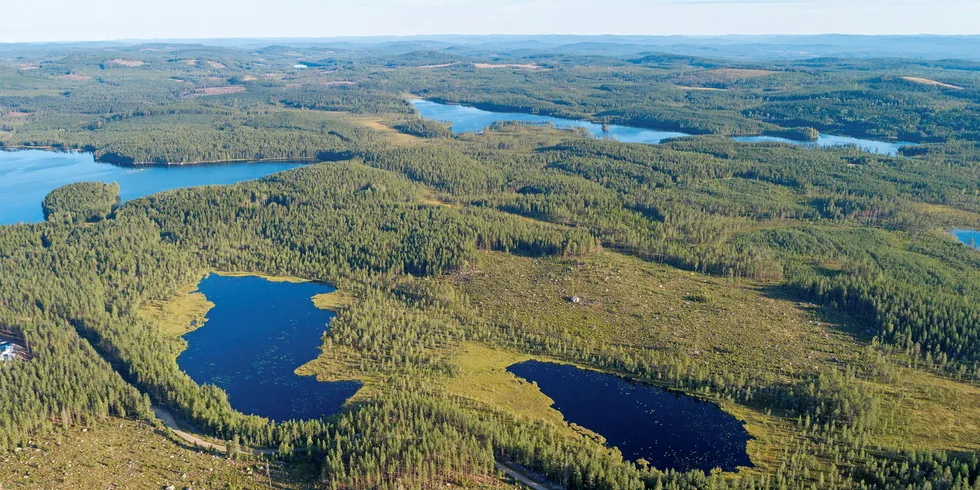 forest in Northern Sweden.