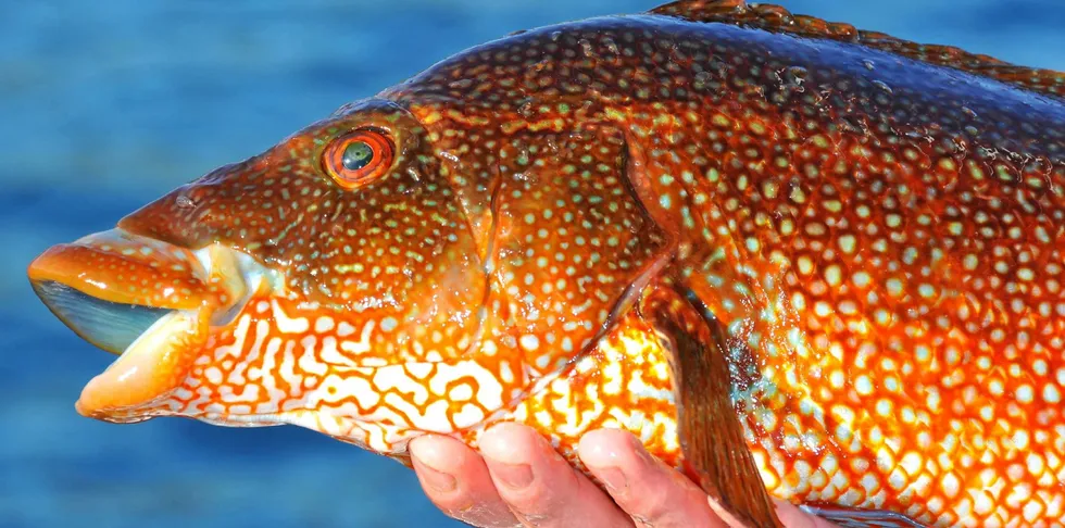 The salmon industry use cleaner fish – mainly lumpsuckers and ballan wrasse - to eat sea lice that infest salmon. The fish are used as an alternative to chemical and mechanical treatments for sea lice