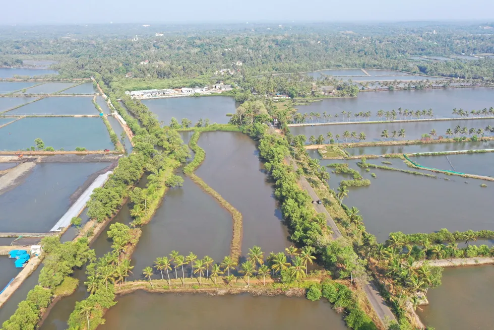 Aerial view of shrimp farms in India.