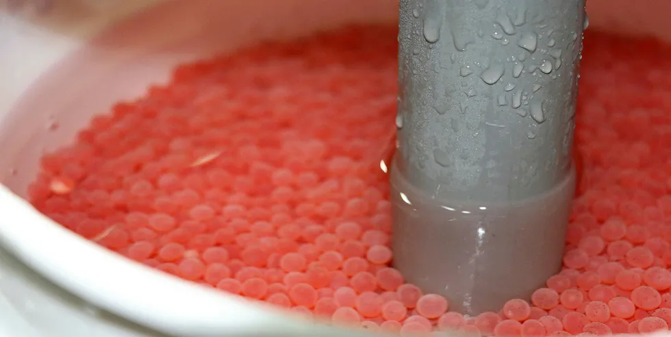 Finger Lakes Fish, which is still under construction, is just over a year old. It began hatching coho eggs, which are supplied by British Columbia-based Northern Divine, late last May.