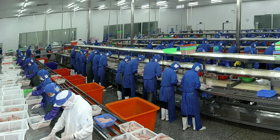 Processing tilapia in a Baiyang factory.