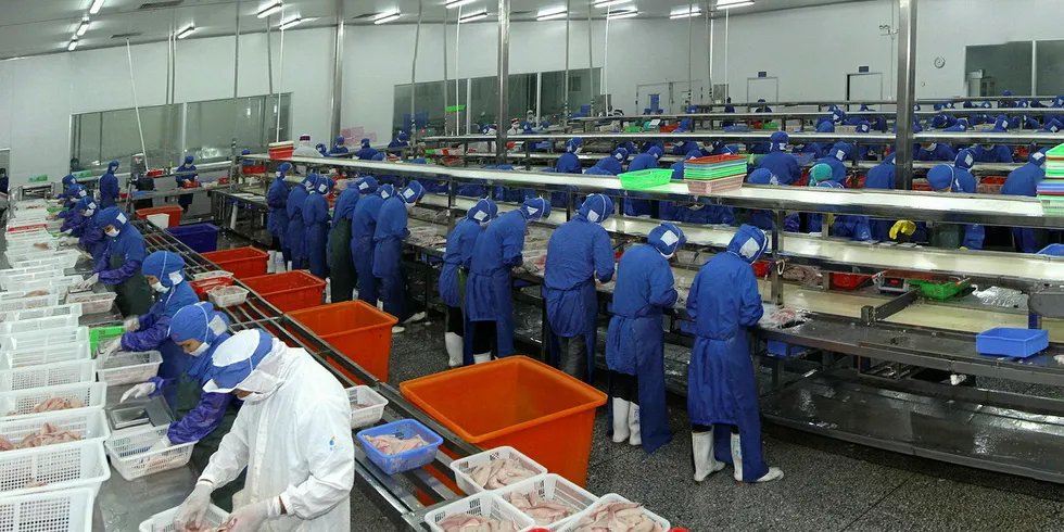 . Processing tilapia in a Baiyang factory.
