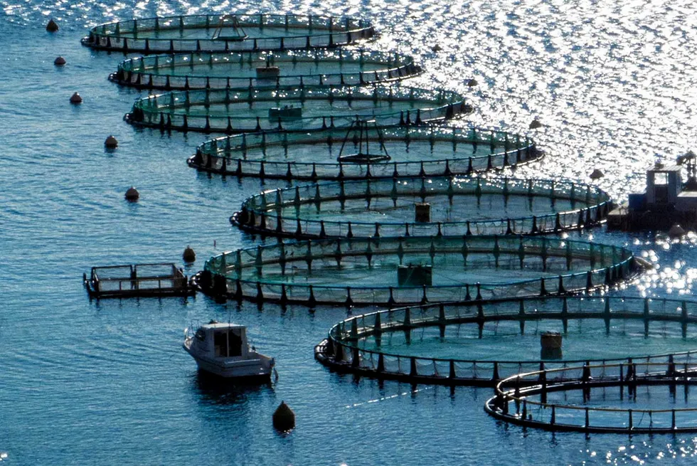 Three companies submitted formal bids in October to acquire Greek bass and bream producer Avramar.