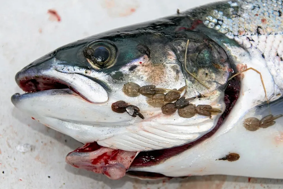 Sea lice levels in northern Norway spiked to record highs this year, impacting harvests.