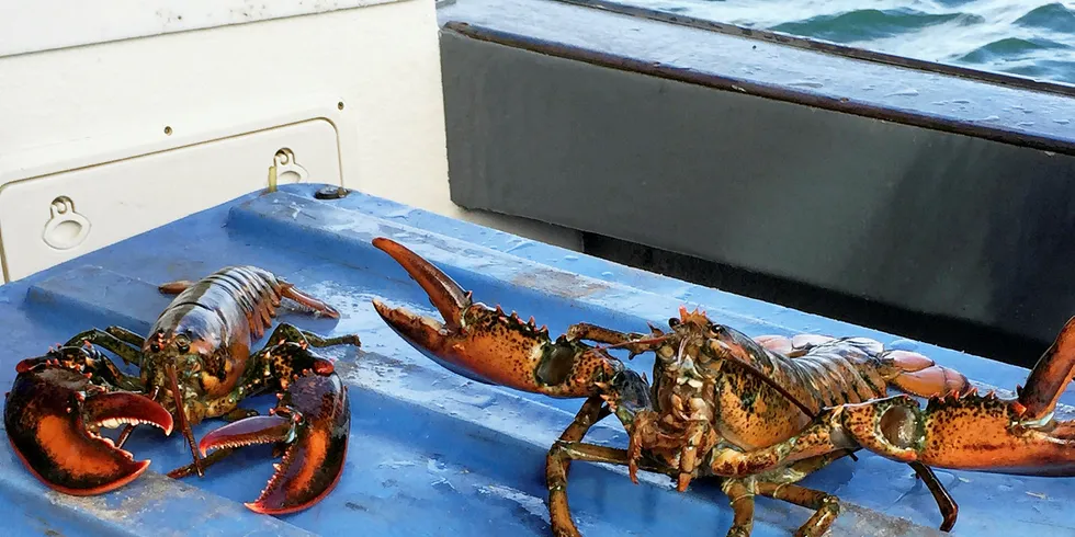 Of all seafood products, Canada believes frozen lobster will have most promise.