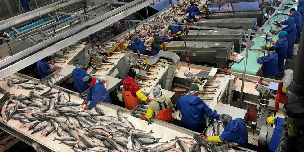 A huge year for sockeye salmon harvests in 2022 is weighing down prices, according to processors. Pictured above: Silver Bay's processing facility in Naknek.
