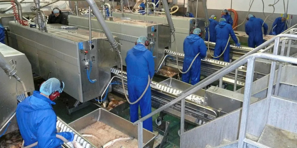 Salmon processing in Scotland.