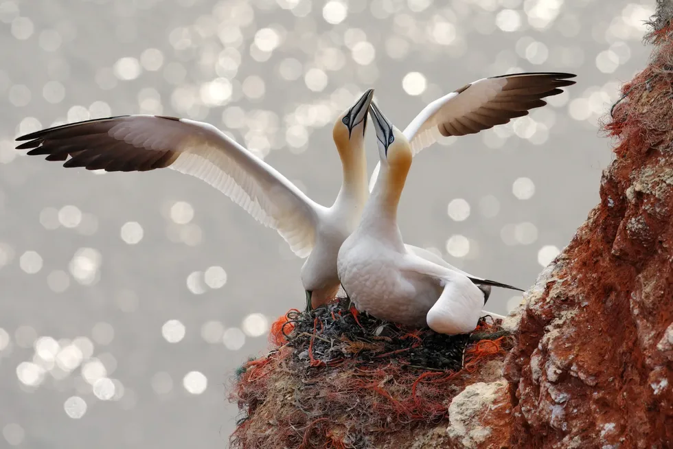 Gannets (pictured) are among the species conservation groups say are severely threatened by the offshore wind mega-project.