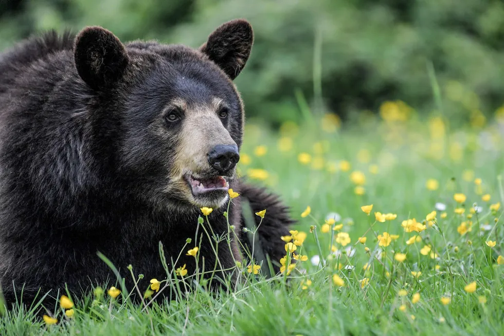Awake: the Bear Head LNG project in Eastern Canada appears to be awake now that Buckeye Partners is in the process of purchasing its developer Bear Head Energy