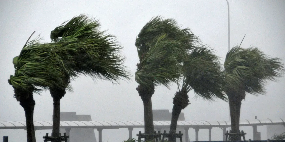 Roadside trees are blown by strong winds in Miyazaki, Japan's southern island of Kyushu on October 12, 2014.
