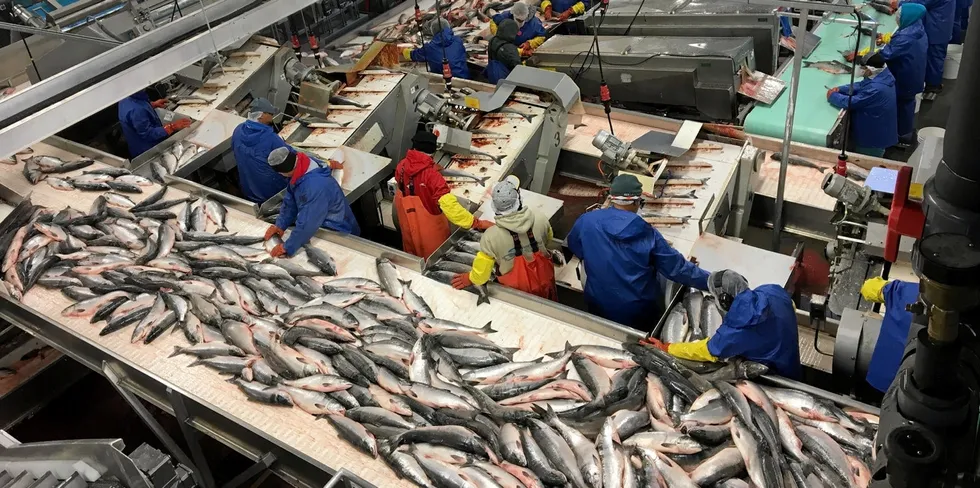 A look inside Silver Bay's Naknek, Alaska salmon processing facility.