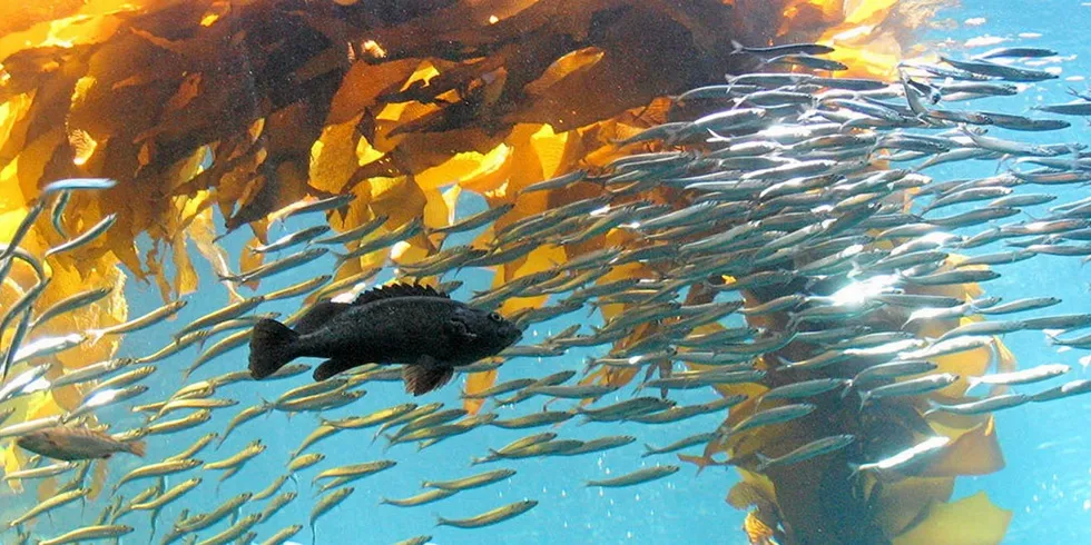 "We are pleased to announce the results from the recently completed feed trials," Ocean Harvest Technology CEO Mark Williams said.