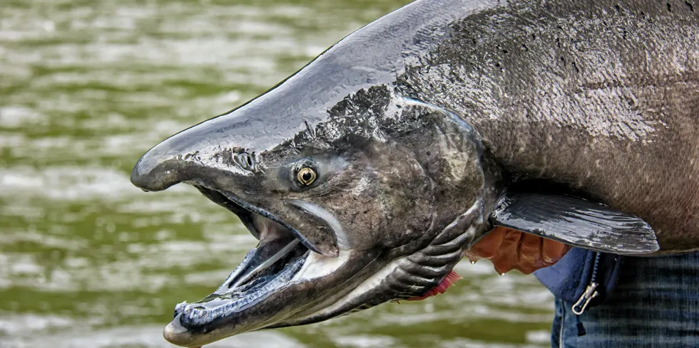 An NGO is working to halt king salmon fishing in Alaska.