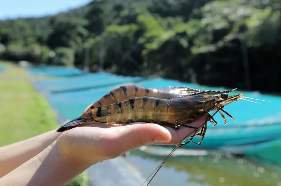 Project Sea Dragon, a staged development of up to 10,000 hectares of shrimp production ponds supported by a series of geographically separate facilities across northern Australia, has had a decade-long history of challenges.