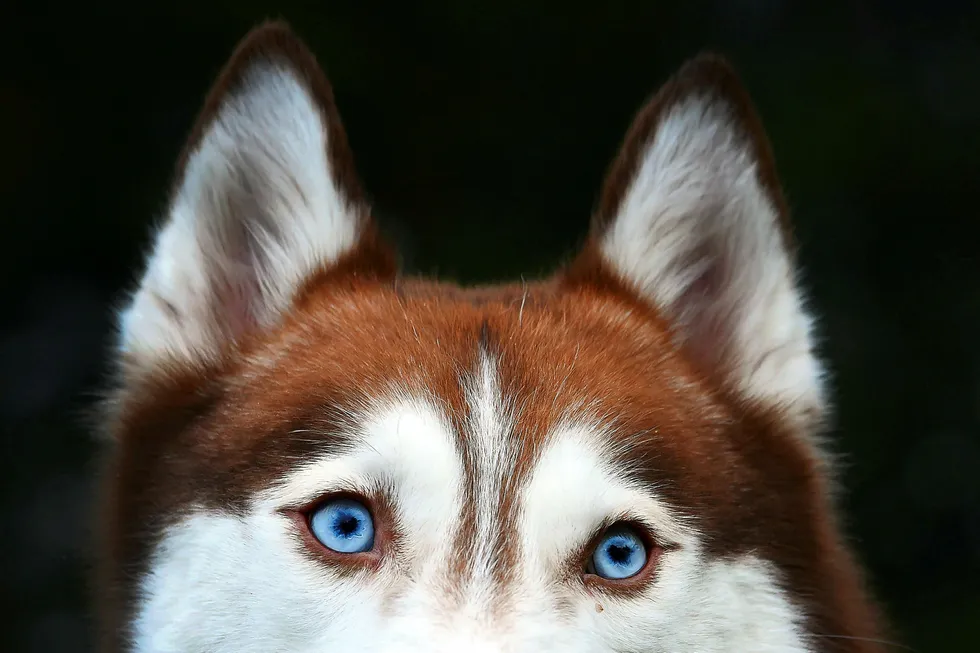 Husky: overall production hit 295,000 barrels of oil equivalent per day in the third quarter