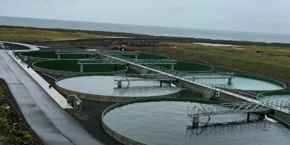 Samherji farms char and salmon in Iceland.