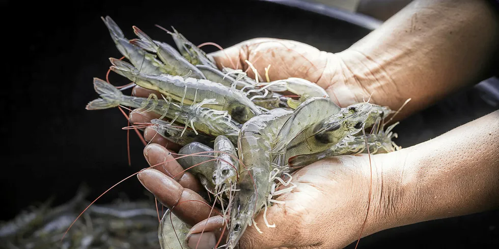 Honduras cleared to resume shrimp exports to Mexico