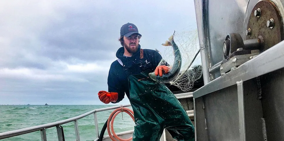 Alaska Bristol Bay harvests have been massive in recent years. A crewman aboard the F/V Sea Falcon in Bristol Bay hauls in a sockeye salmon.