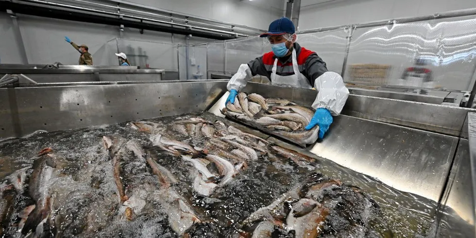 Russian Fishery Company (RFC), one of the country's largest producers of whitefish, kick-started commercial production at its pollock processing facility in Primoriye in the Far East, which was built as part of Russia's investment quota program.