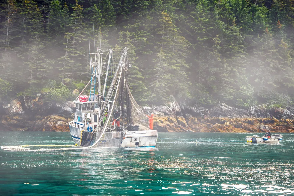 At 30 cents per pound, ex-vessel pink prices are tracking higher compared to last year.