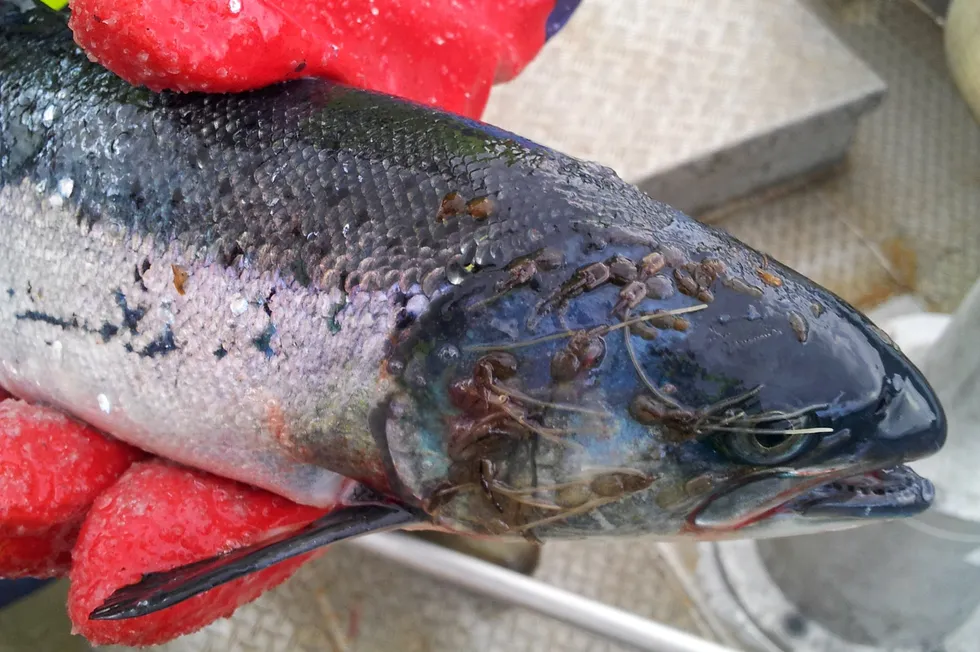 Sea lice attached to a salmon