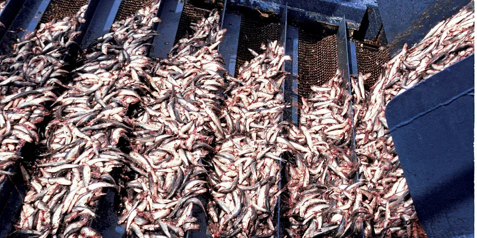 Anchoveta.