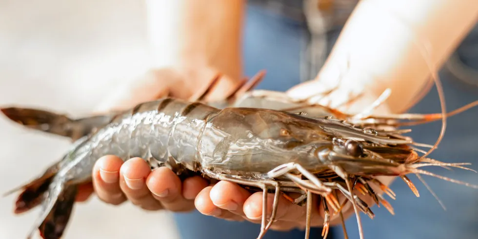 India's initial switch from farmed black tiger (penaeus monodon) shrimp to vannamei around 2009 began a golden era for the country, but disease now poses a challenge.
