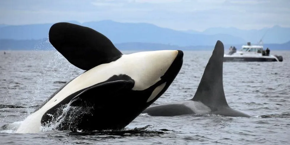 In recent years NOAA has been documenting increasing human activity-related harm caused to killer whales on the US Pacific Coast.