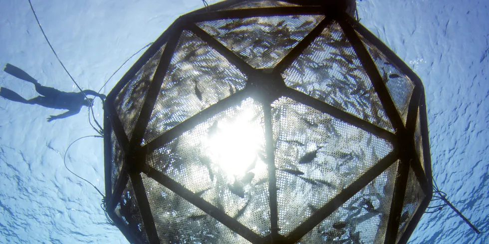 An underwater view of Kampachi Farms's Velella Gamma project, located 6 miles off the coast of Kona, Hawaii, in 2014. The Velella Epsilon, proposed for 40 miles offshore of Sarasota, Florida, would culture the same species, which is native to the Gulf of Mexico.