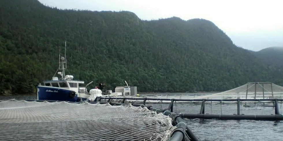 Northern Harvest has had several licenses suspended following a massive farmed salmon die-off. The company's Eastern operations recently reported a potential outbreak of infectious salmon anemia (ISA) at a site in the region.