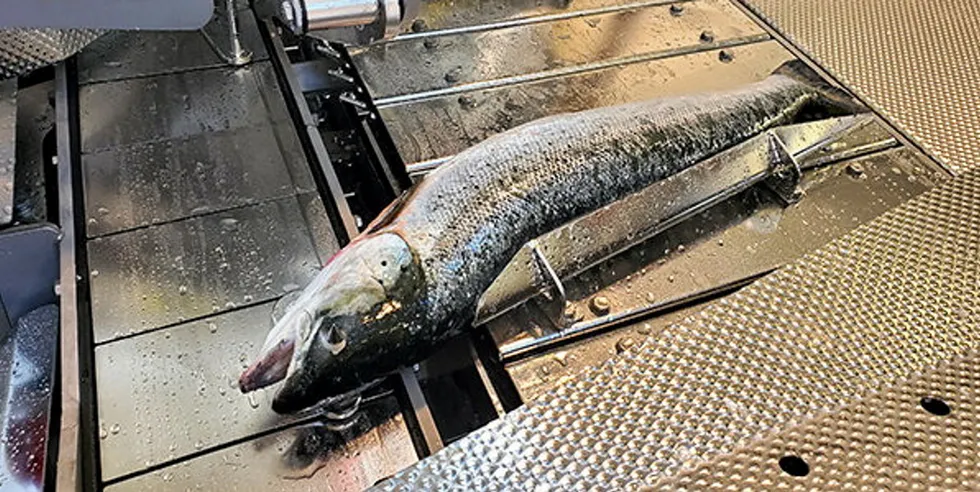 Salmon demand is proving to be a boon for Marel.