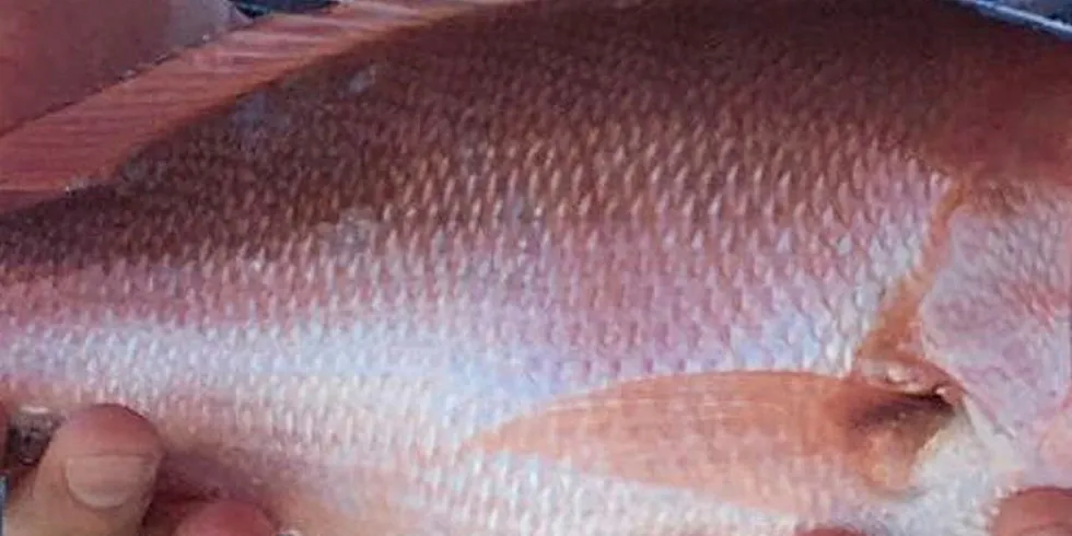 Netuno USA is investing in its own red snapper fleet as part of growth and sustainability drives