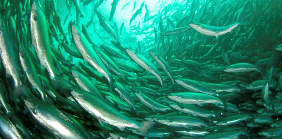 Salmon swims in a Norwegian salmon farm.