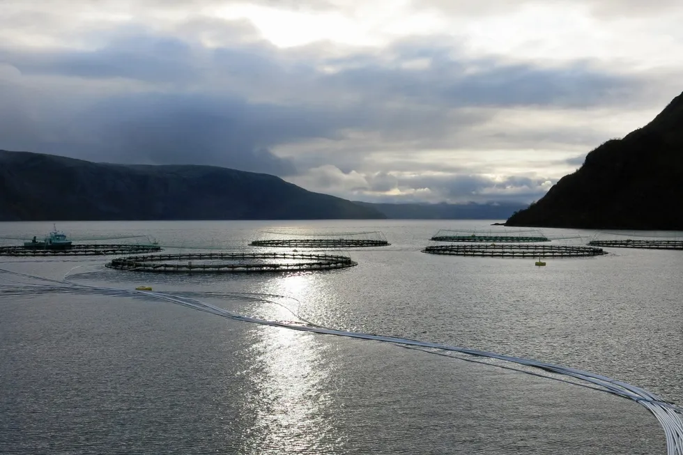 The Olderfjord area in Hammerfest municipality is the hardest hit. Here, 692,933 salmon with an average weight of 2.9 kilograms are currently being culled.
