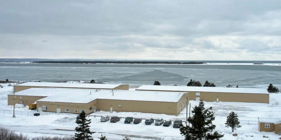 Mowi's Northern Harvest hatchery in NL has culled hundreds of thousands of fish due to confirmed ISA.