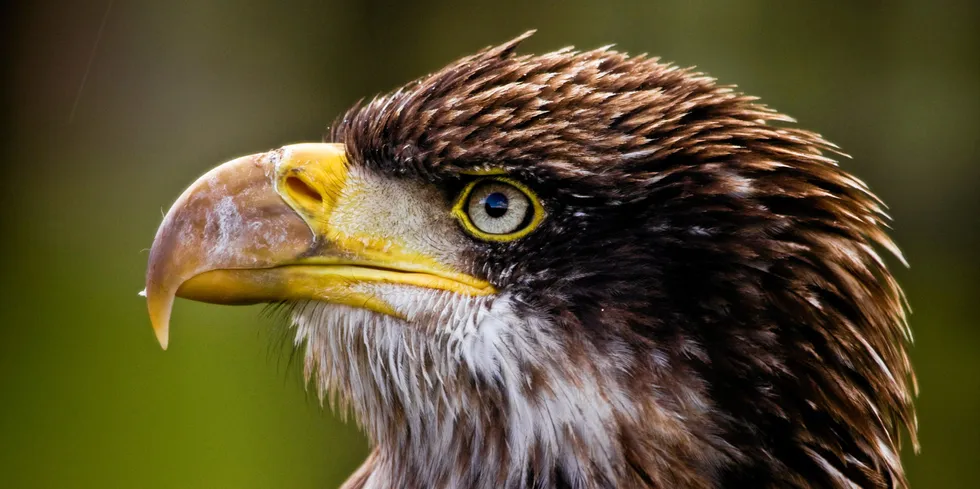 The turbines had been built in an area that was the home of a pair of mating golden eagles.