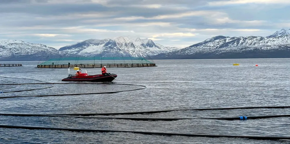 Stocking of kelp in Cermaq's Stigen site in Nordland, Northern Norway.