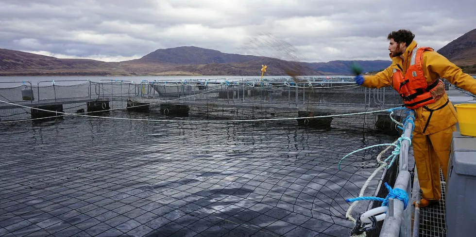 Feeding salmon in Scotland. The search for an alternative feed ingredient with which to substitute finite resources of fishmeal and oil is an ongoing and complex job.