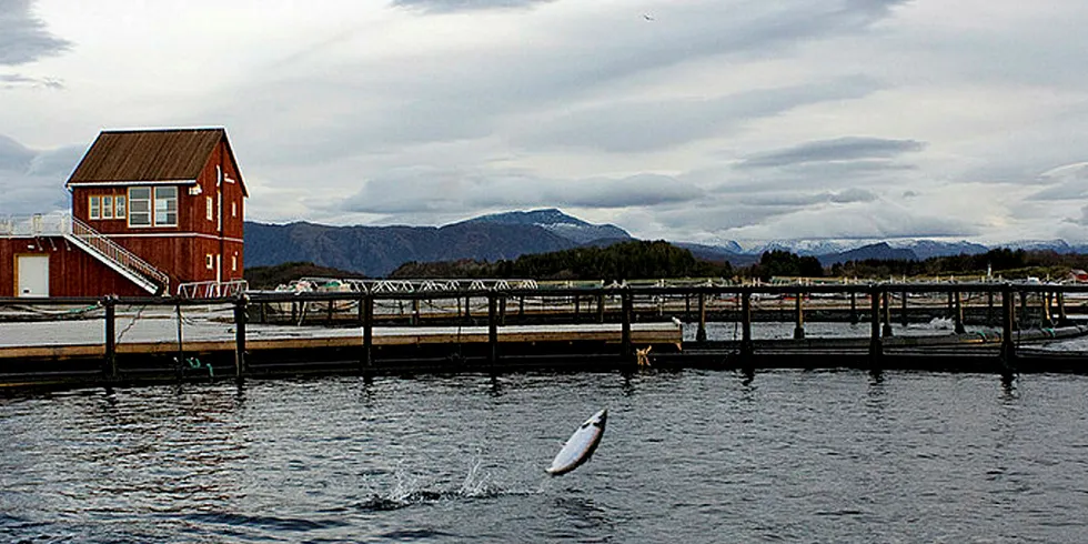 Norway's salmon industry may be about to take a leap of faith.