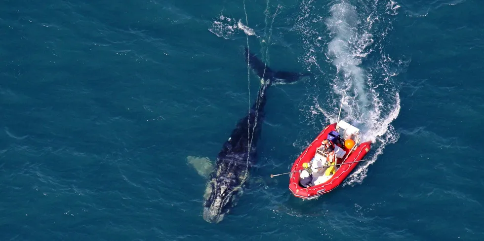 . NOAA scientists approach young North Atlantic right whale that was entangled with fishing line.
