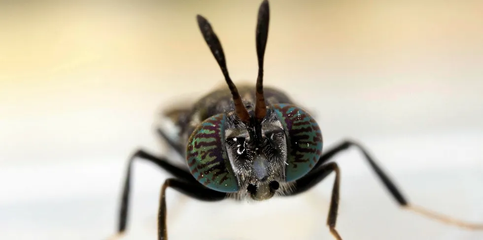 Protenga will use its investment to develop fish feed ingredients from soldier flies.