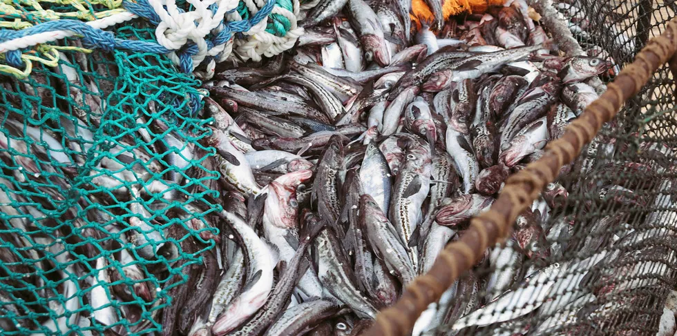 Russia exports 600,000 metric tons of H&G pollock to China each year for reprocessing.