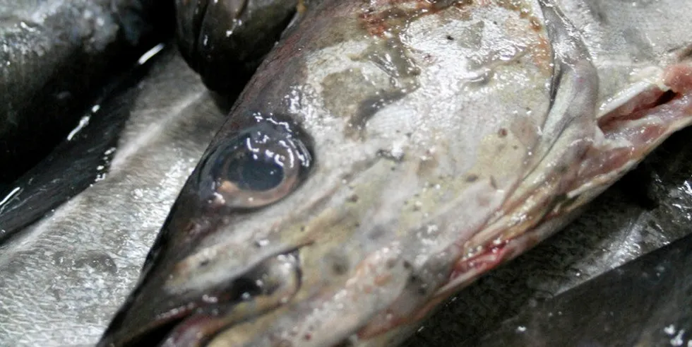 First hand prices for fresh saithe are up 40 percent year-on-year.