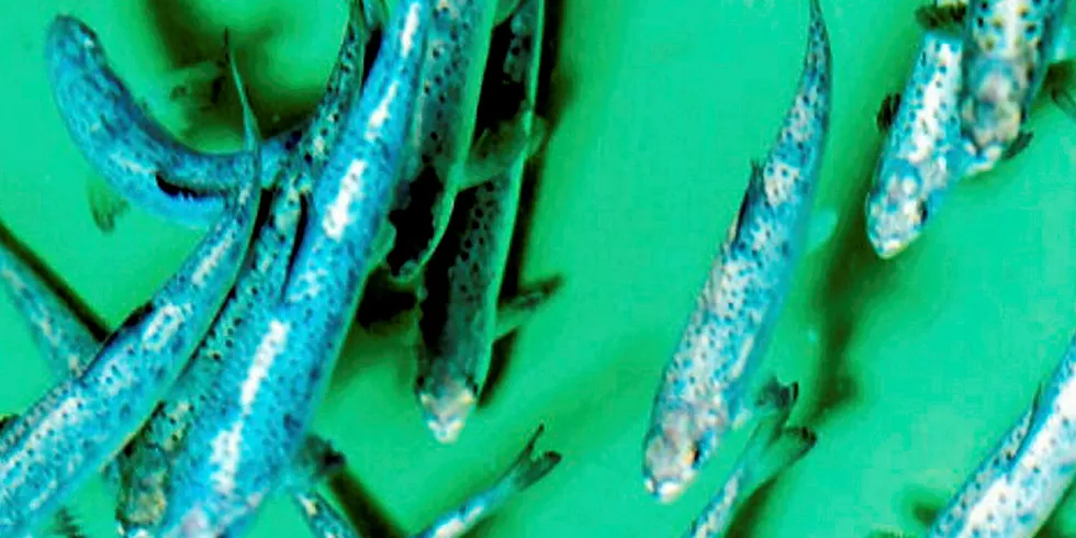 AquaBounty smolt.
