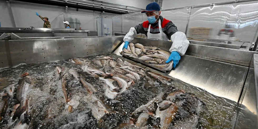 While fish from Russia and Belarus can still be able to be imported into the EU it would now be at standard tariffs.