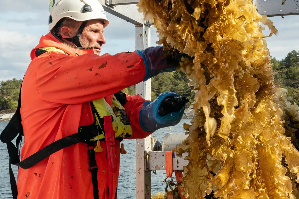 "Initially, we faced many challenges in scaling, but we have seen great success in developing a sustainable production cycle," said Head of Ocean Forest and Ocean Harvest at Leroy Seafood, Harald Sveier.