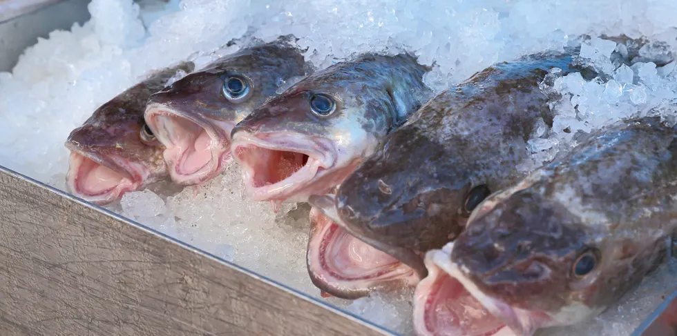 Pacific cod's MSC credentials are recertified for the Gulf of Alaska fishery.