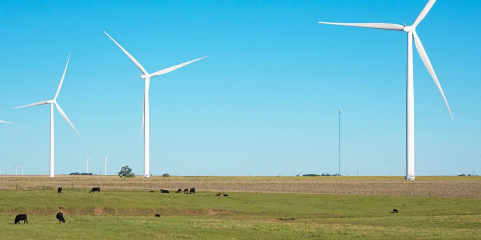 . Wind turbines and cattle in Kansas, USA.