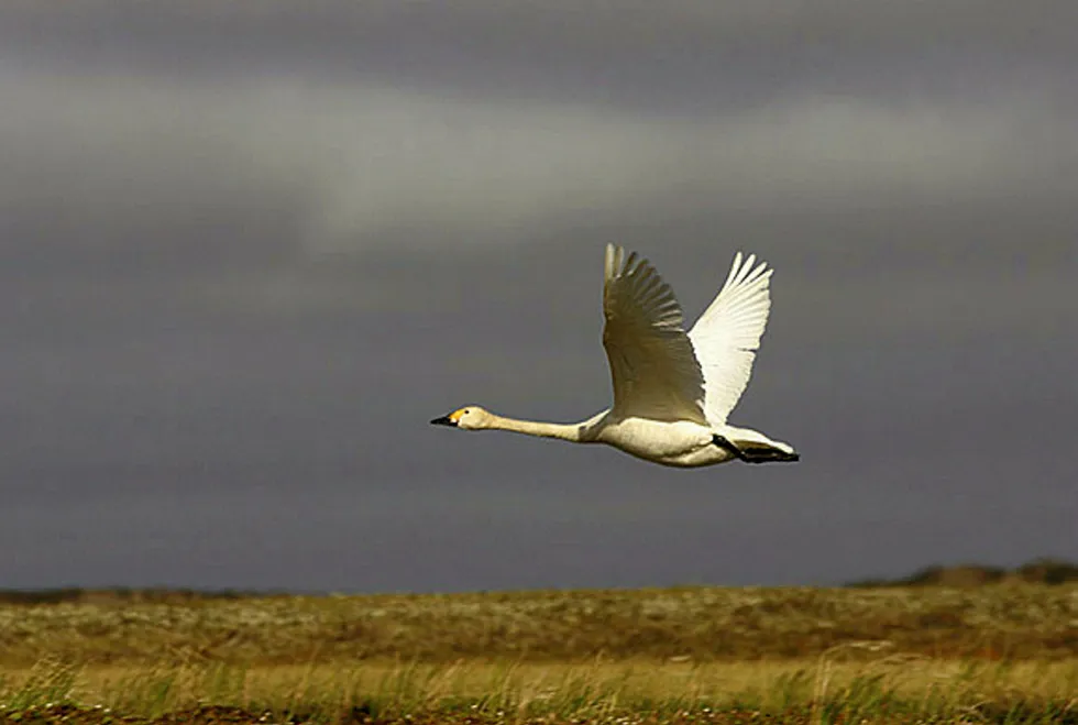 Swan song: Pengrowth bids farewell to Swan Hills assets